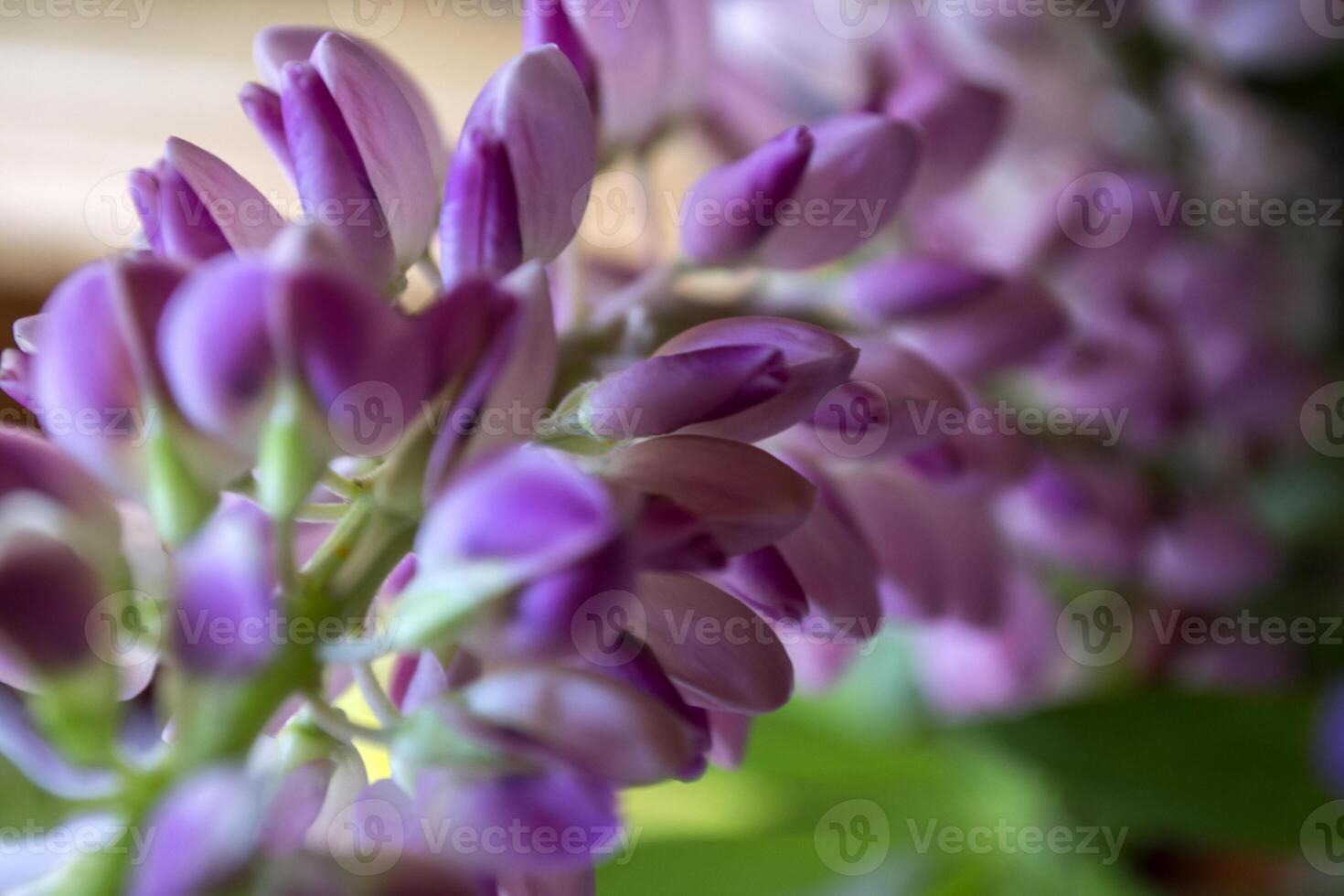 Lupine on a white background. Macro shot. photo