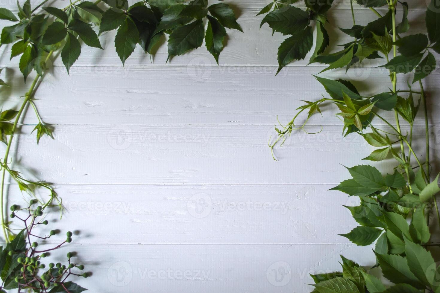 The frame from green leaves on a white wooden background. photo