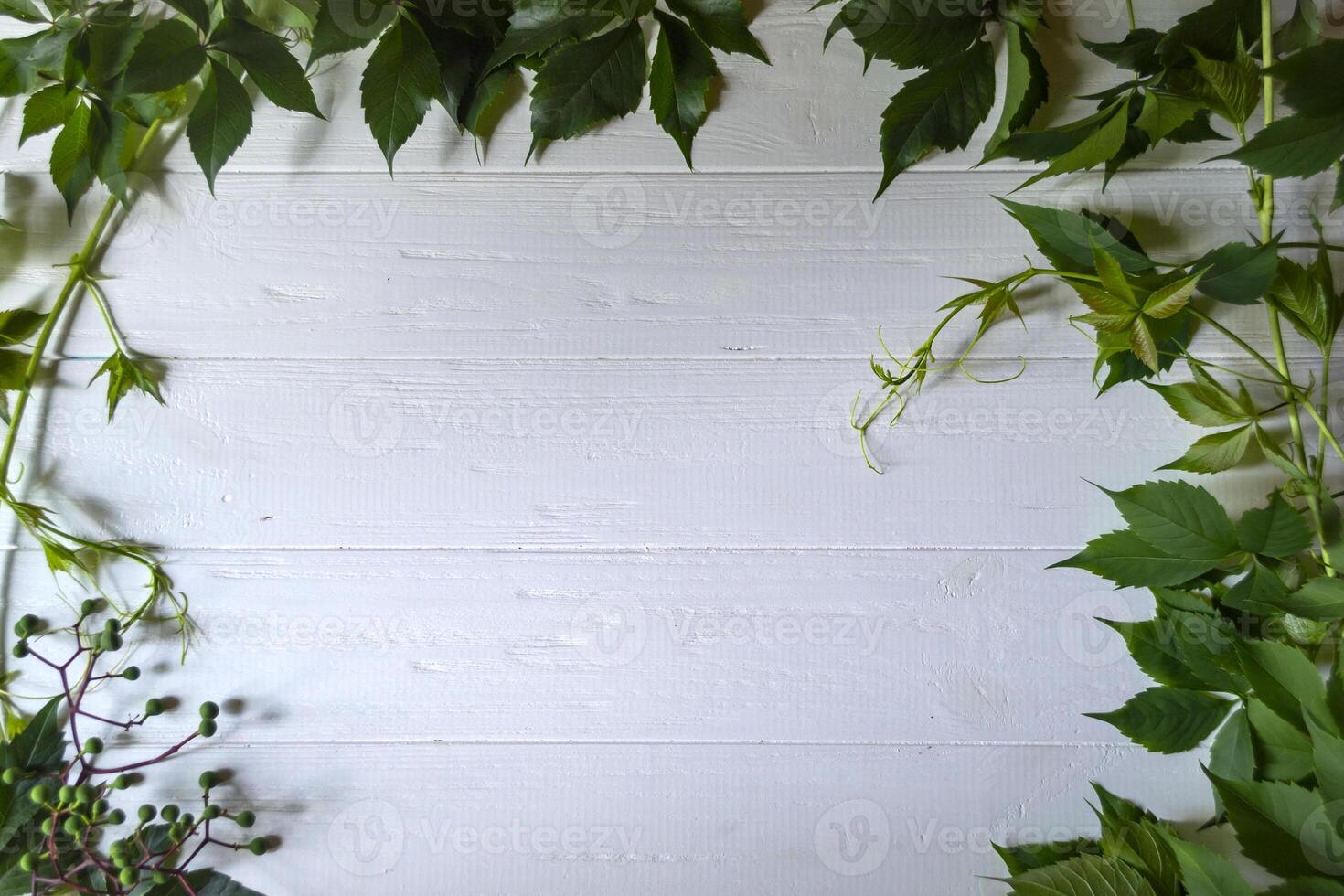 The frame from green leaves on a white wooden background. photo