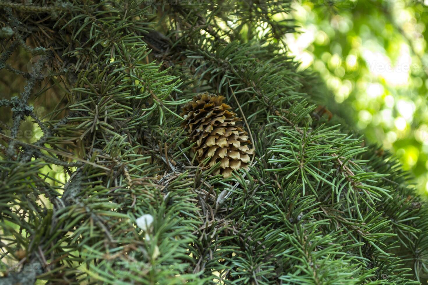The fir-cone on the tree, close up. The christmas tree with cone macro shot photo