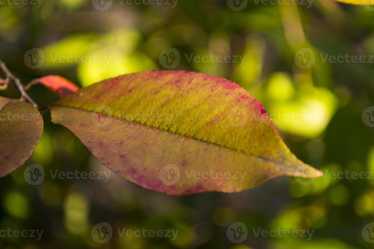 el hermosa otoño hojas en el árbol. foto