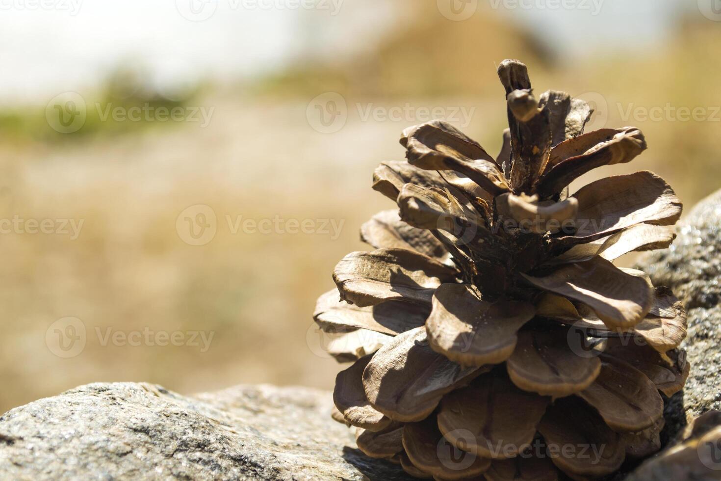 The pinecone on the stone. Macro shot. photo