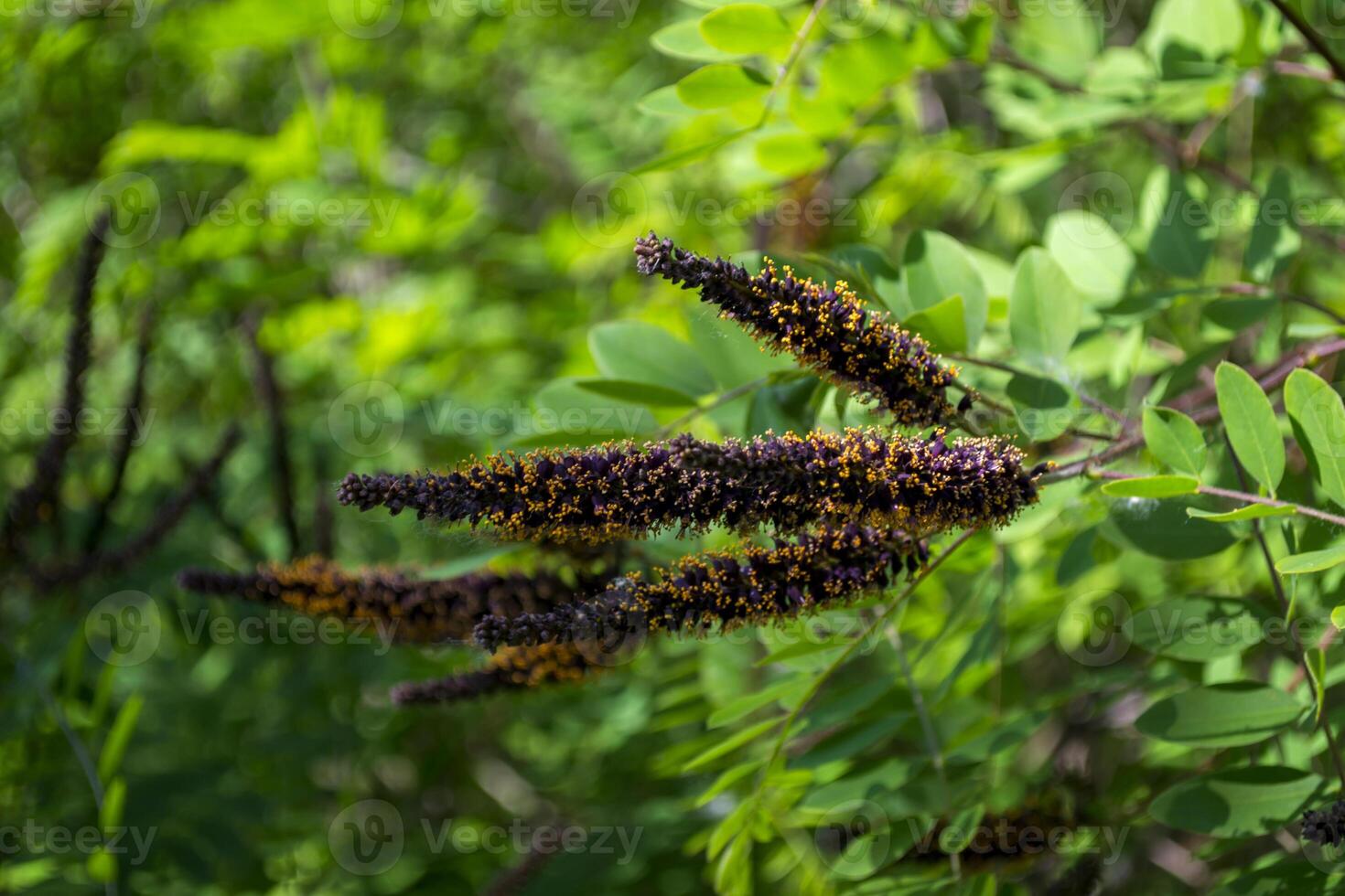 Blooming branch of acacia tree close up. photo