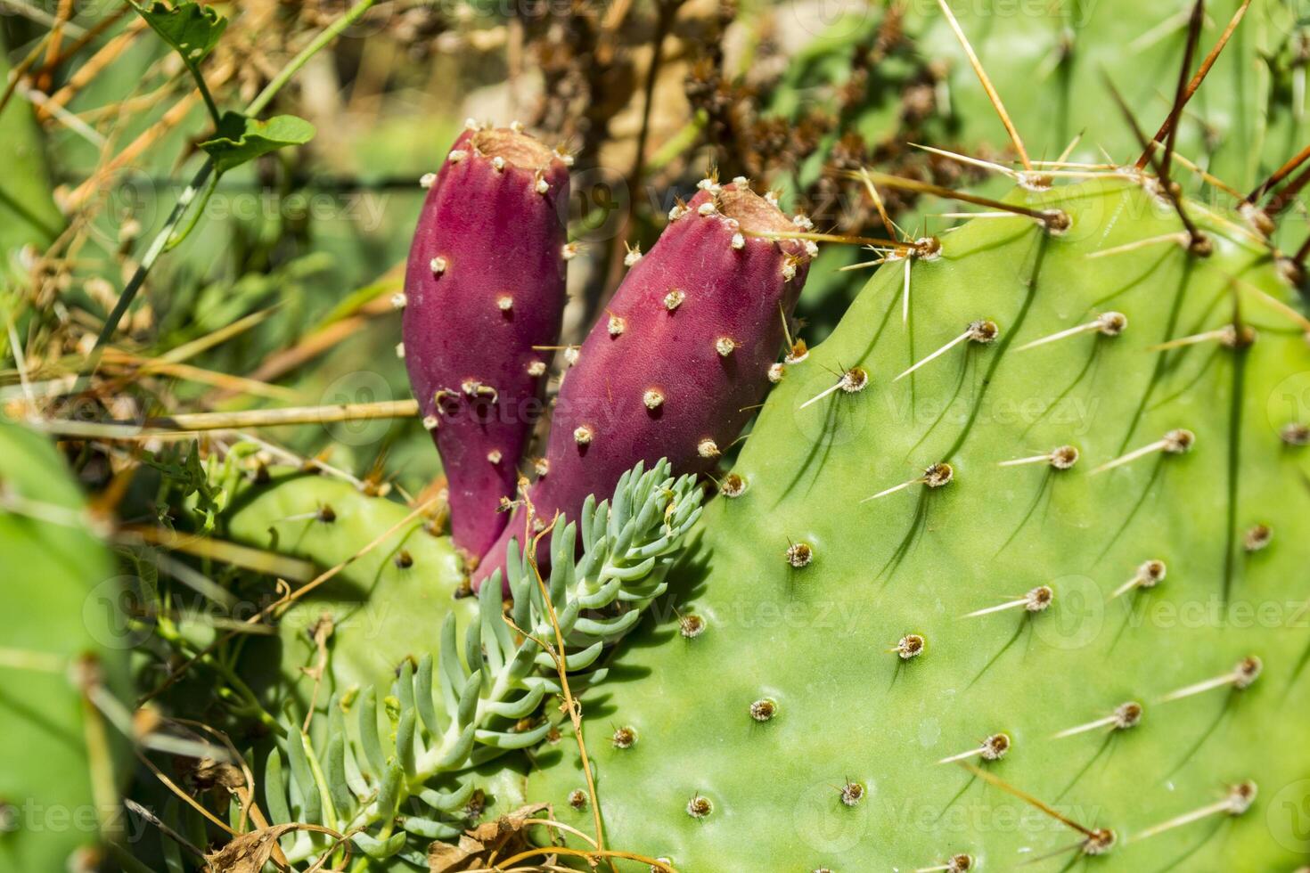 Cactus field close up. photo