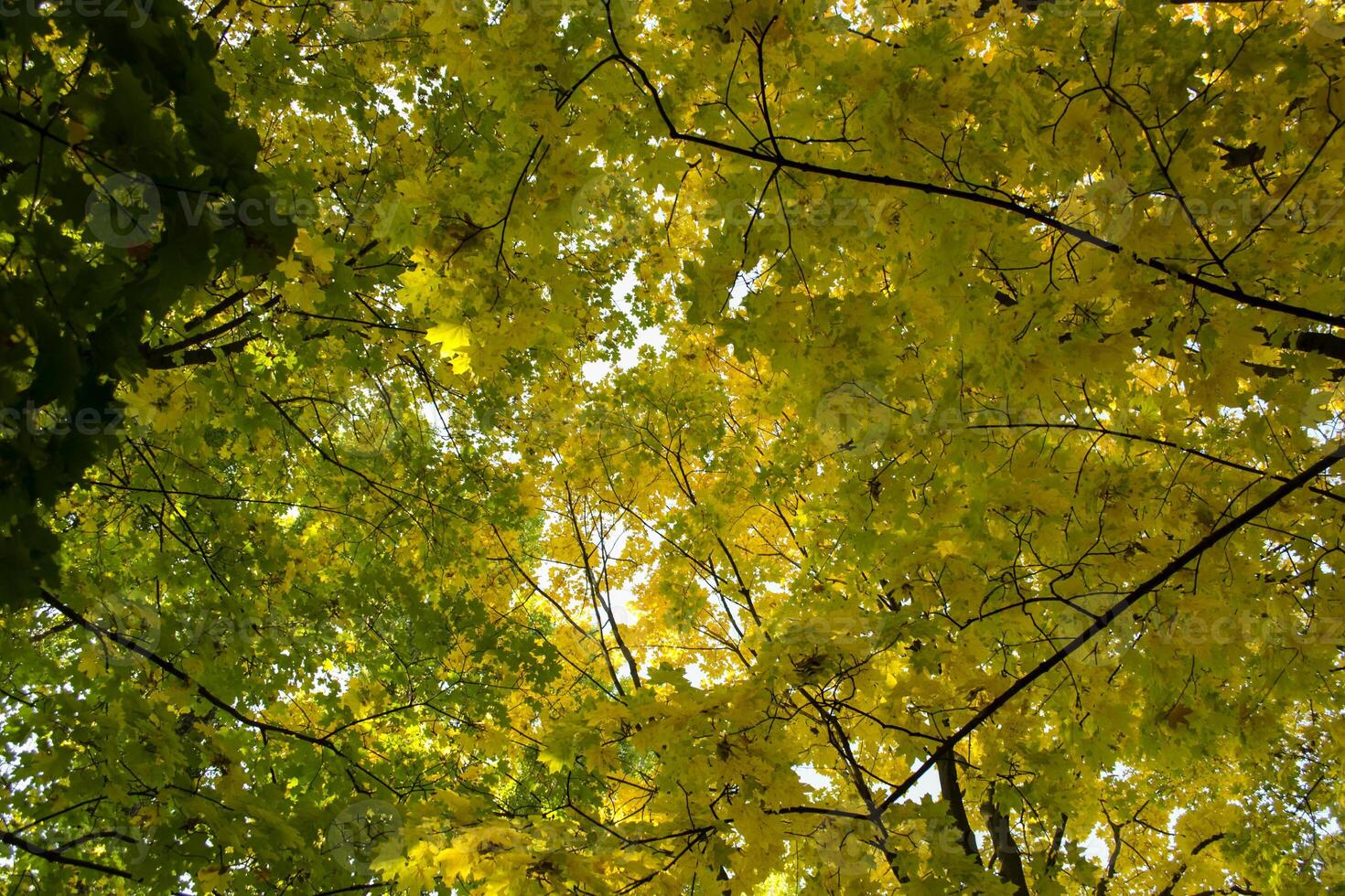 Deciduous forest at autumn. Beautiful maple trees. Golden fall. photo