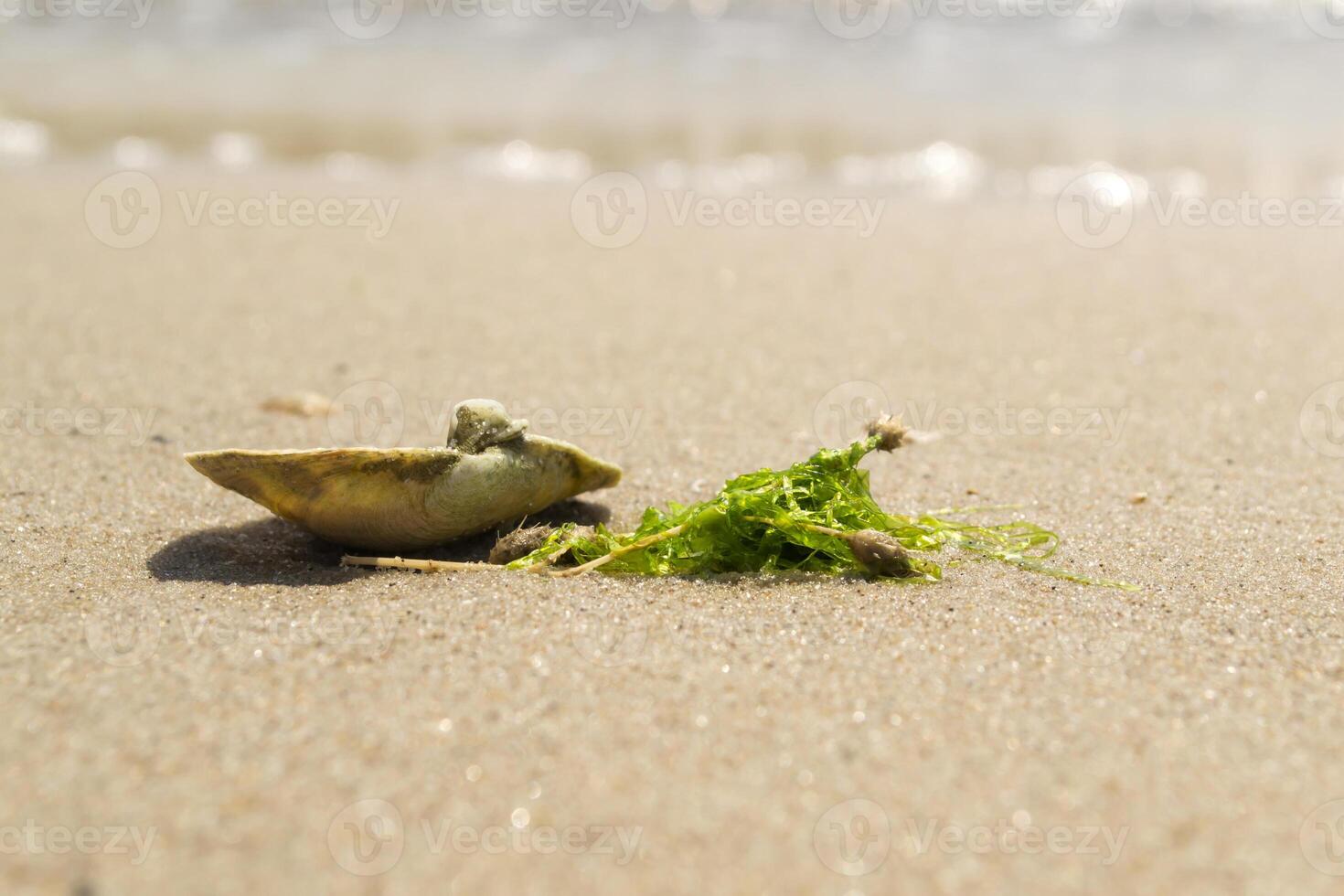 Opened seashell on the sand of the coast. Macro shot. photo