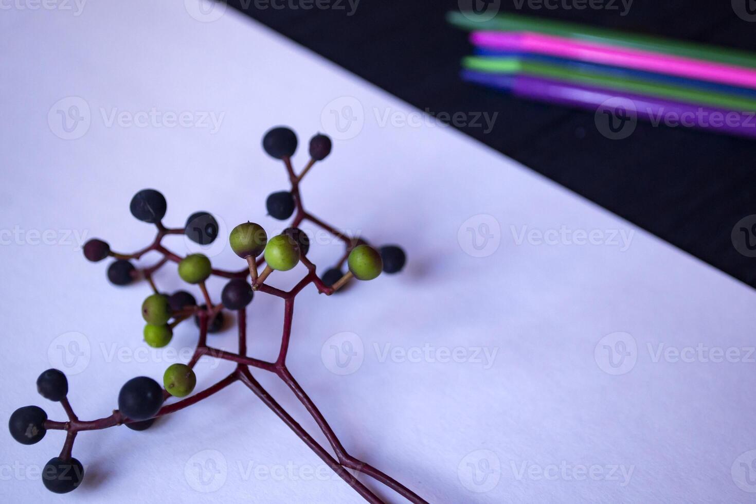 White paper, multi-color pencils and branch of wild grape. photo