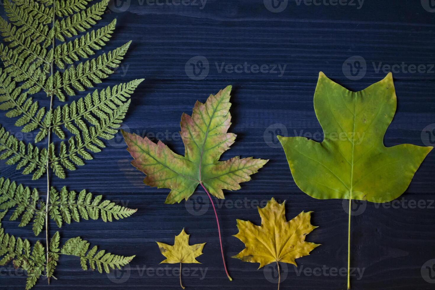 Beautiful autumn leaves and dry fern on blue wooden background. photo