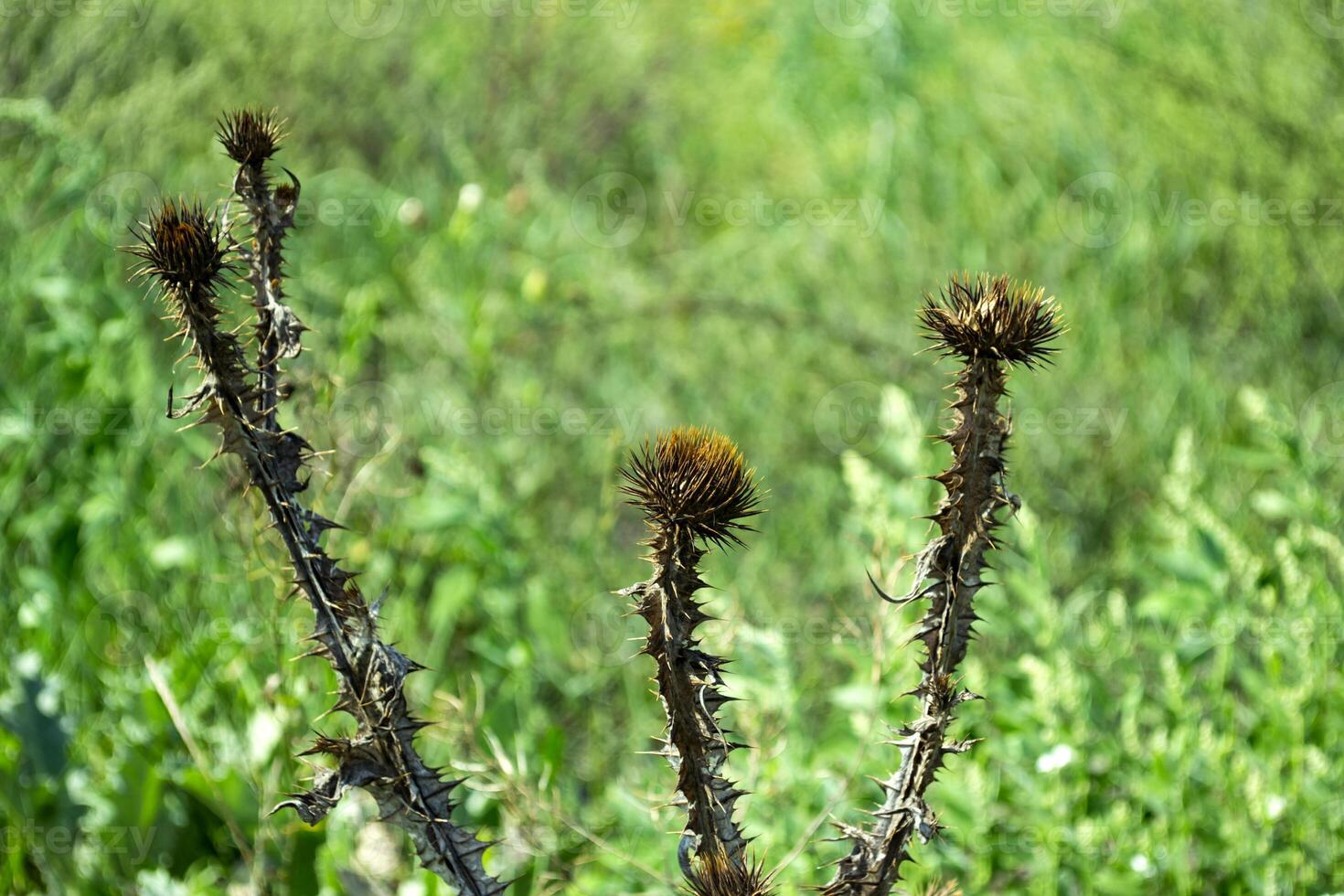 Spiny weed close up. photo