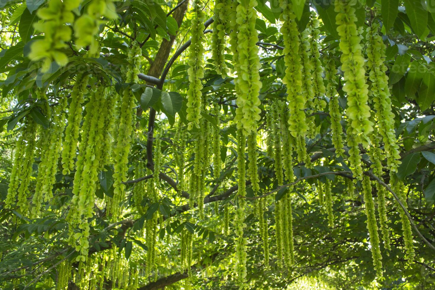 Blooming relict plant. Green natural background. photo
