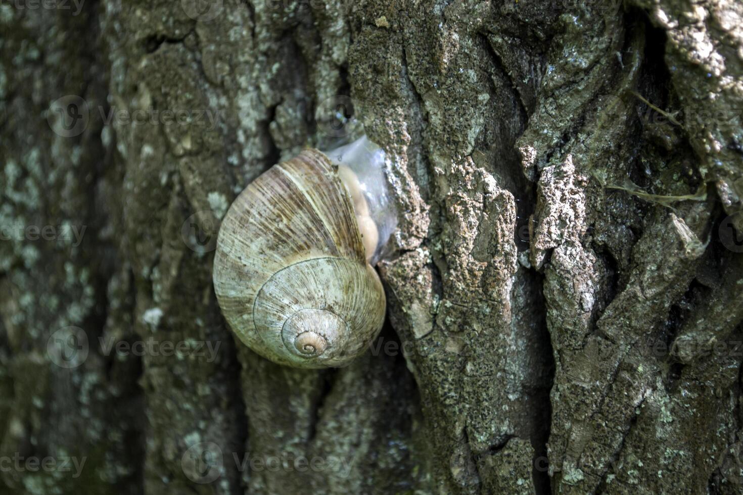 Snail shell on the trunk of tree. photo