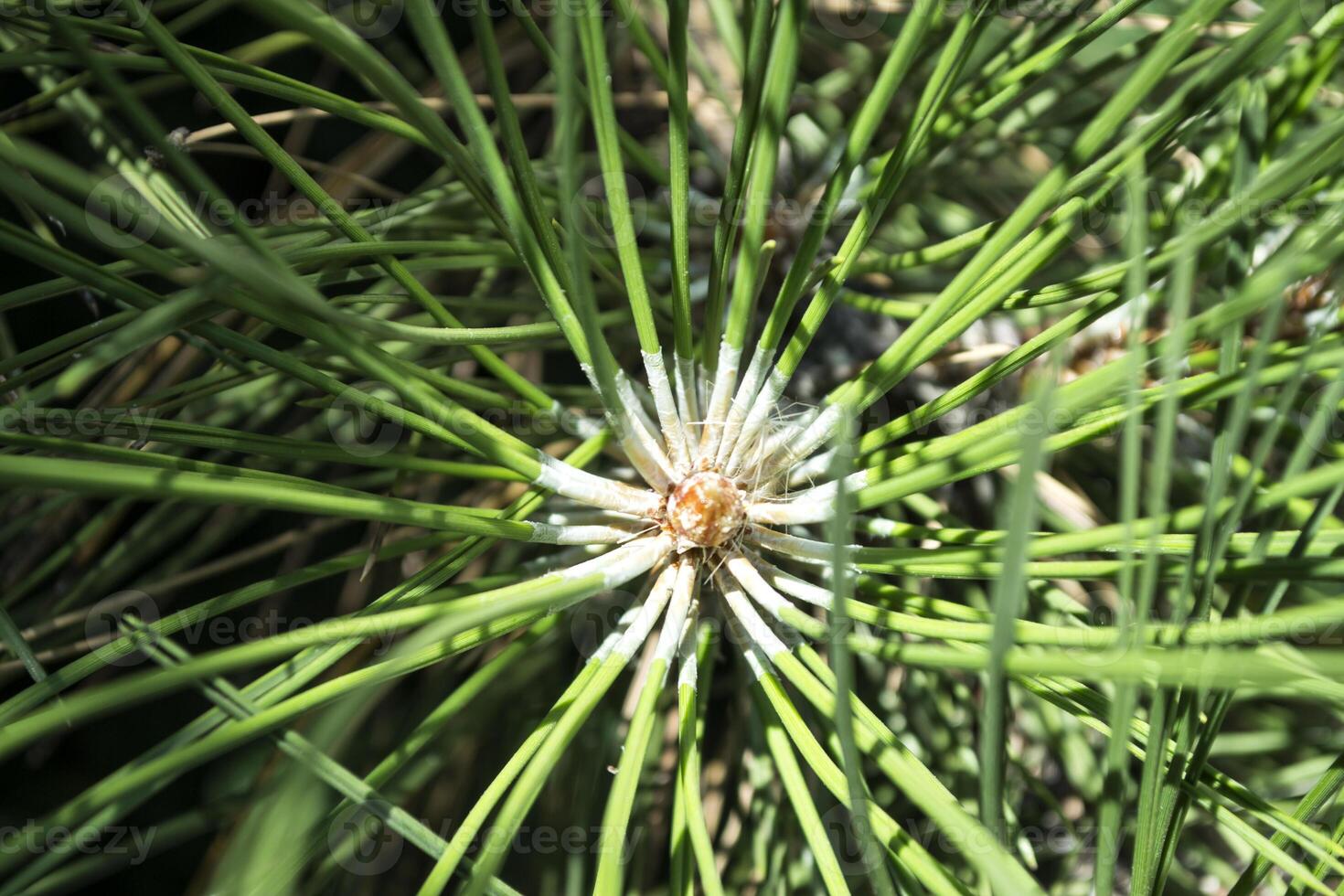 Pine needles background. photo