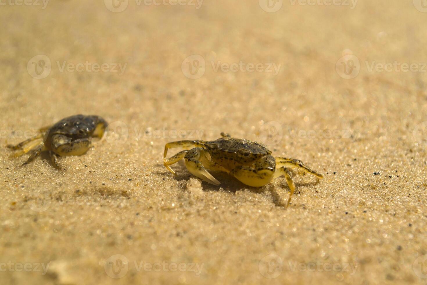 el cangrejos en un arena. macro disparo. foto