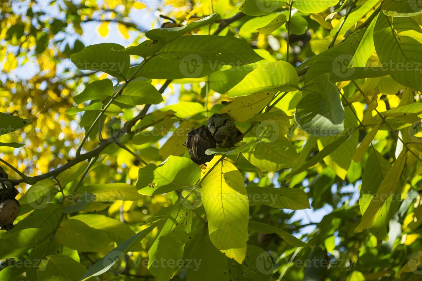 The walnuts on the tree. photo