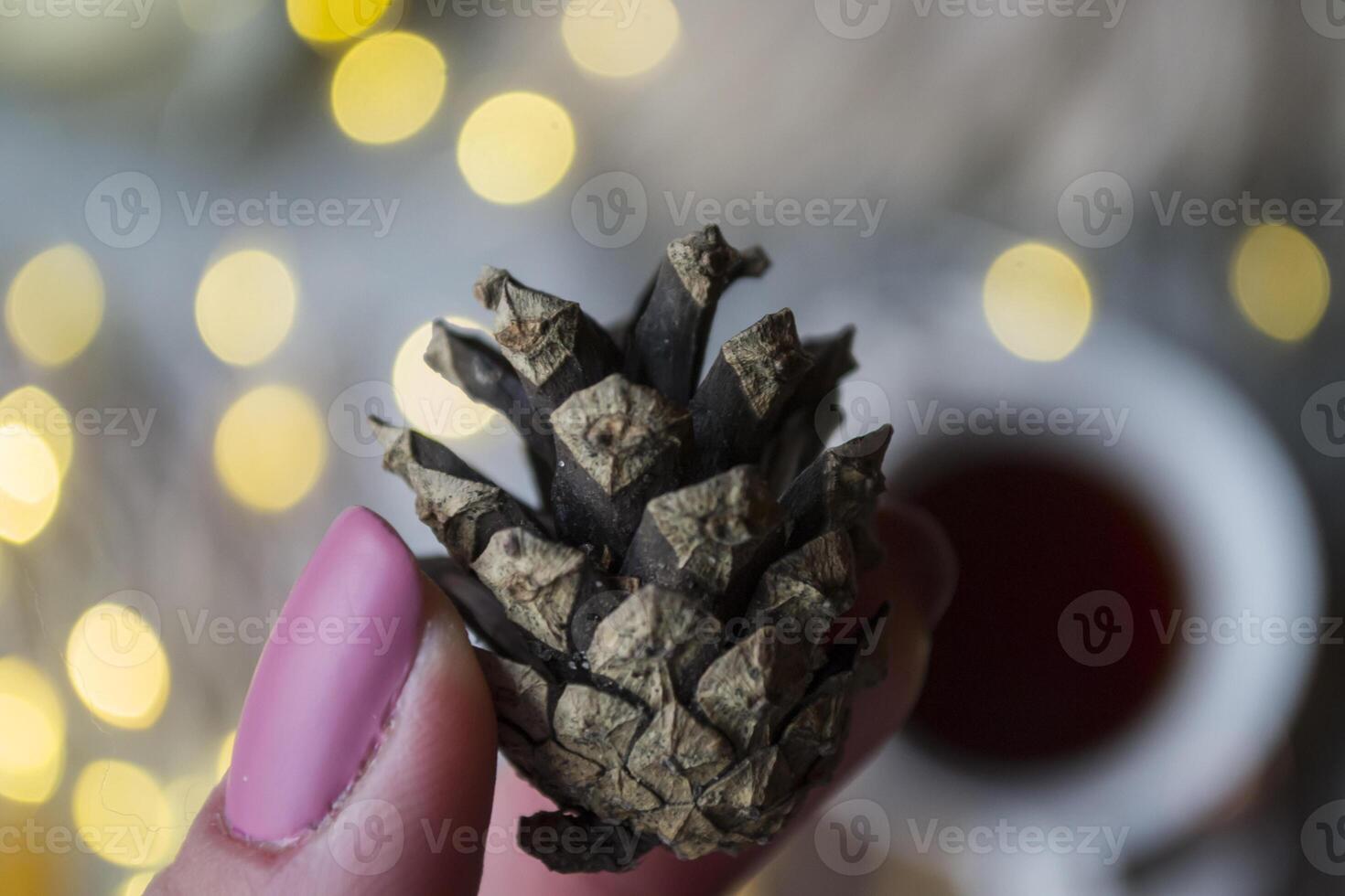 Pine cone. Macro shot. photo