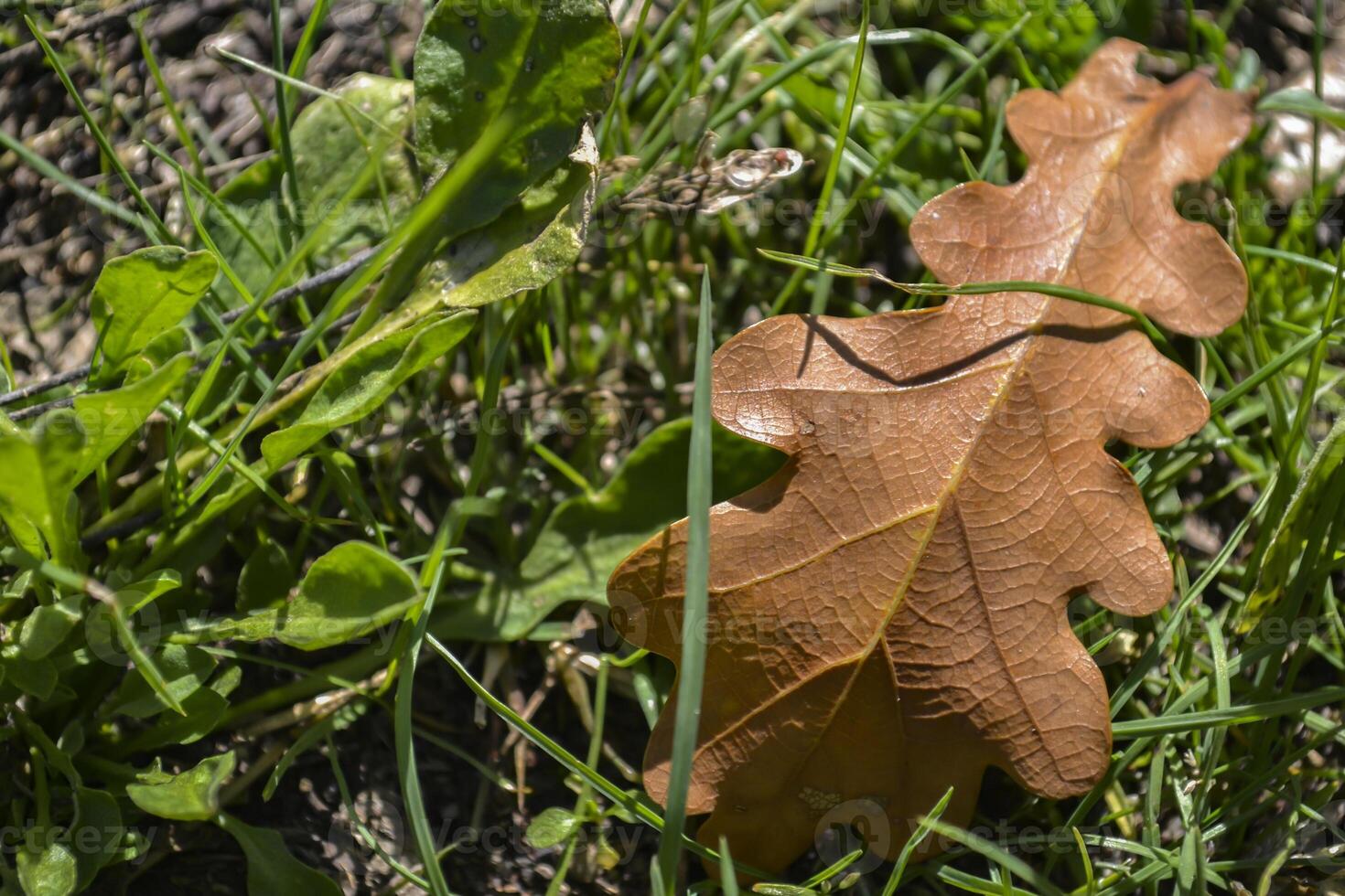 The fallen leaves of oak tree on the ground. photo