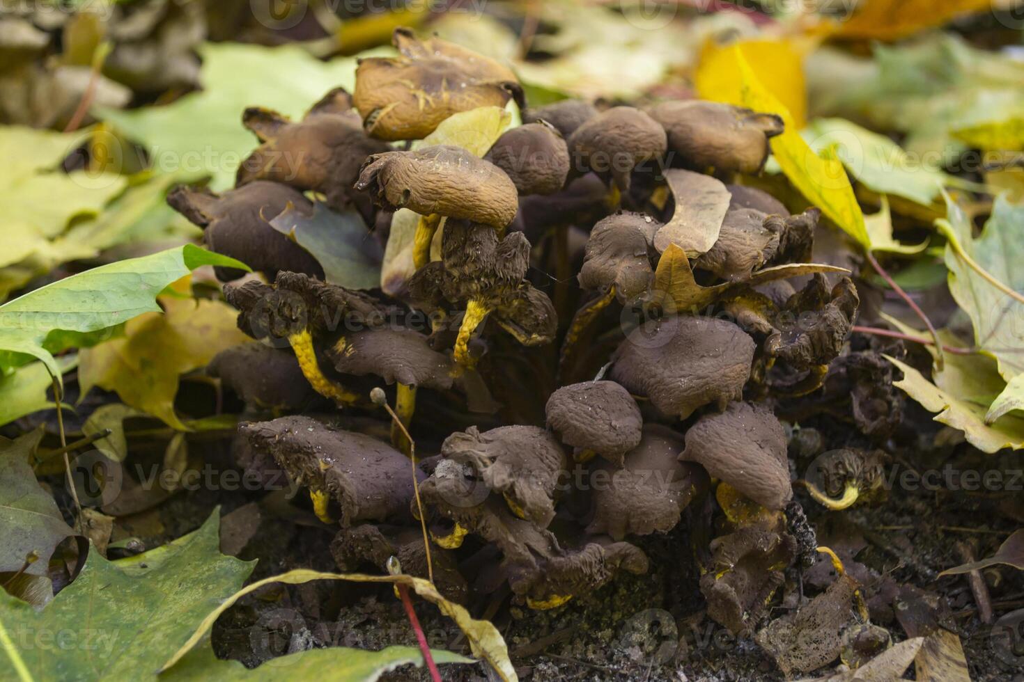 The mushrooms in the forest. photo