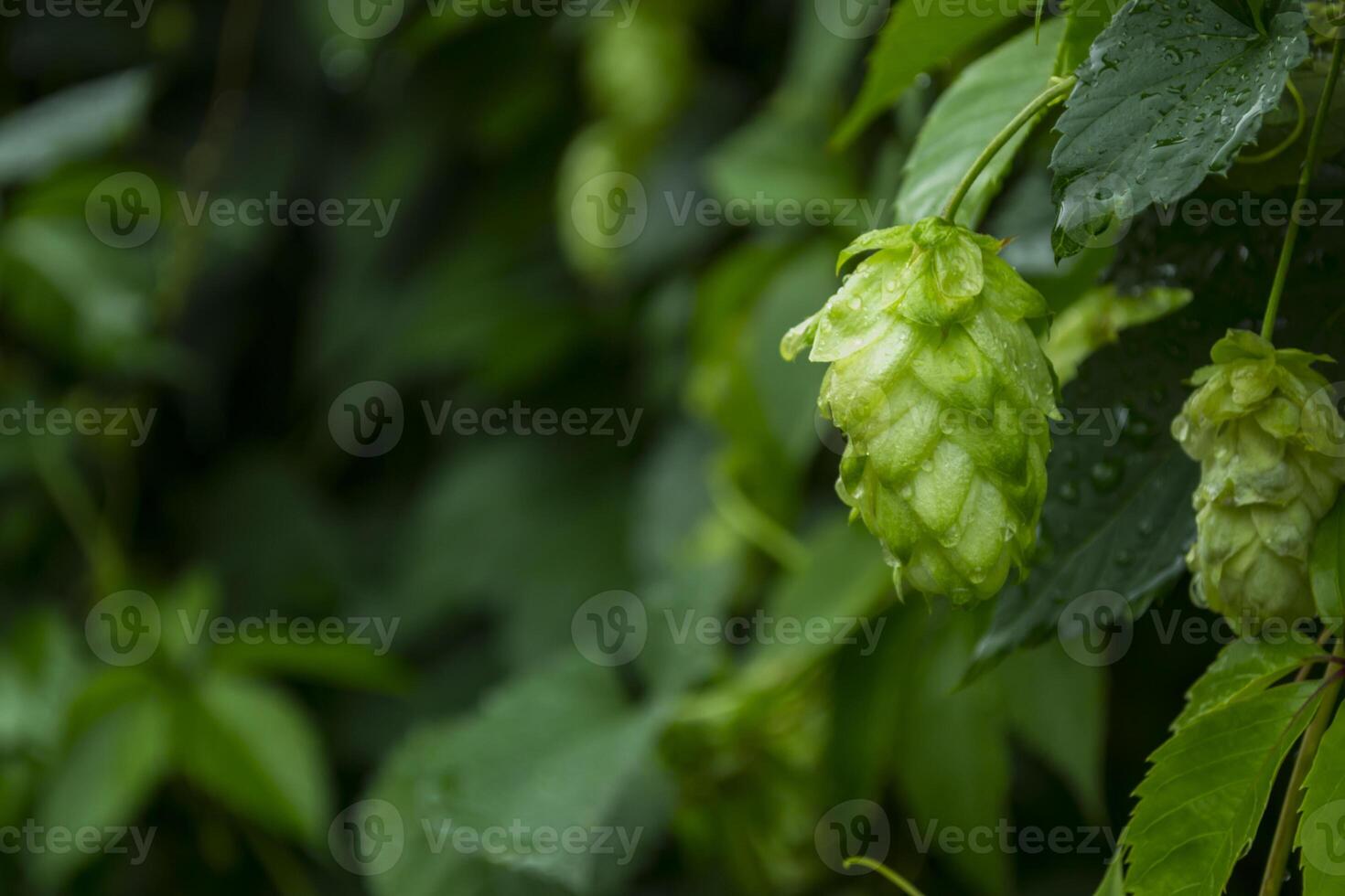 Fresh cones of hop on the bushes. The hops field. photo