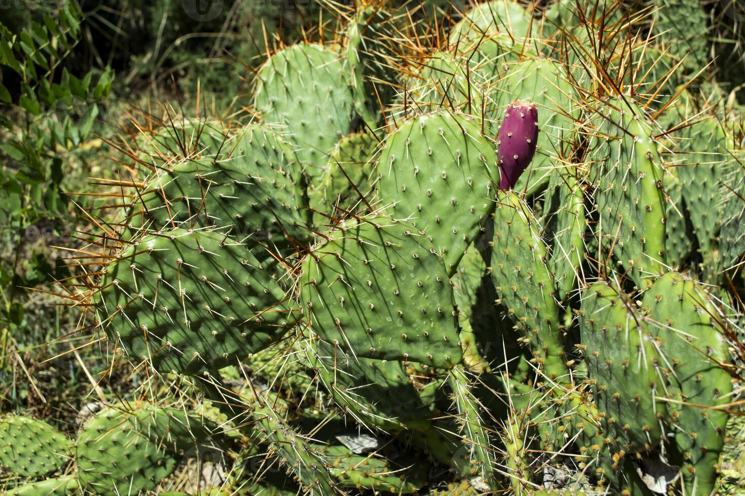 Cactus field close up. photo