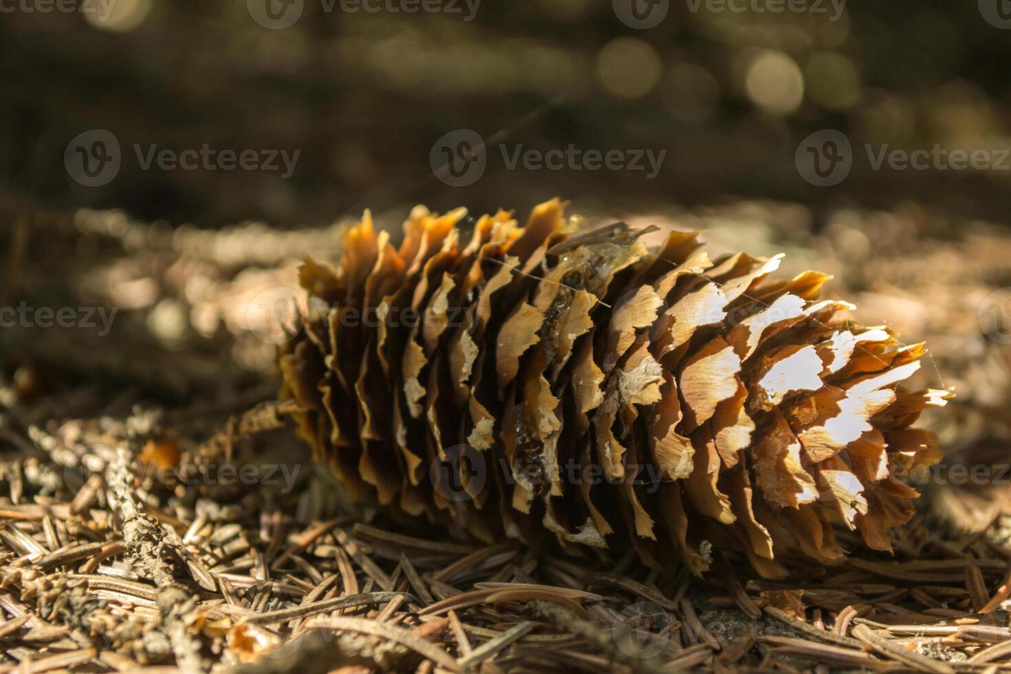 The fir-cones on the ground. Close up. Christmas decoration. photo