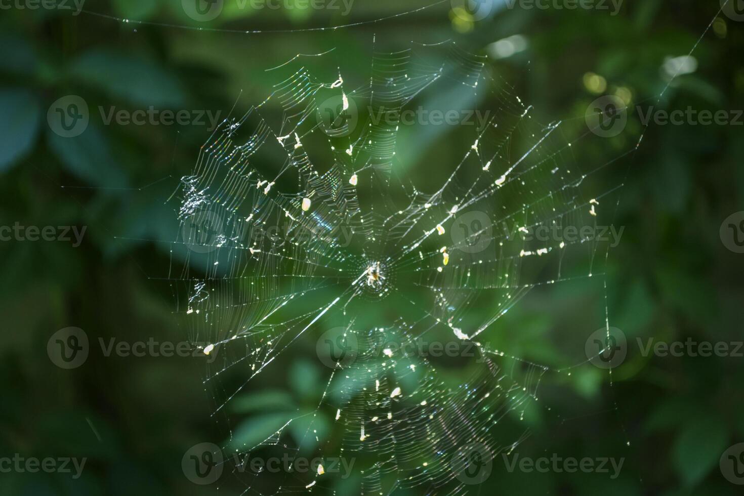 An arachnid sits on a spider web. photo