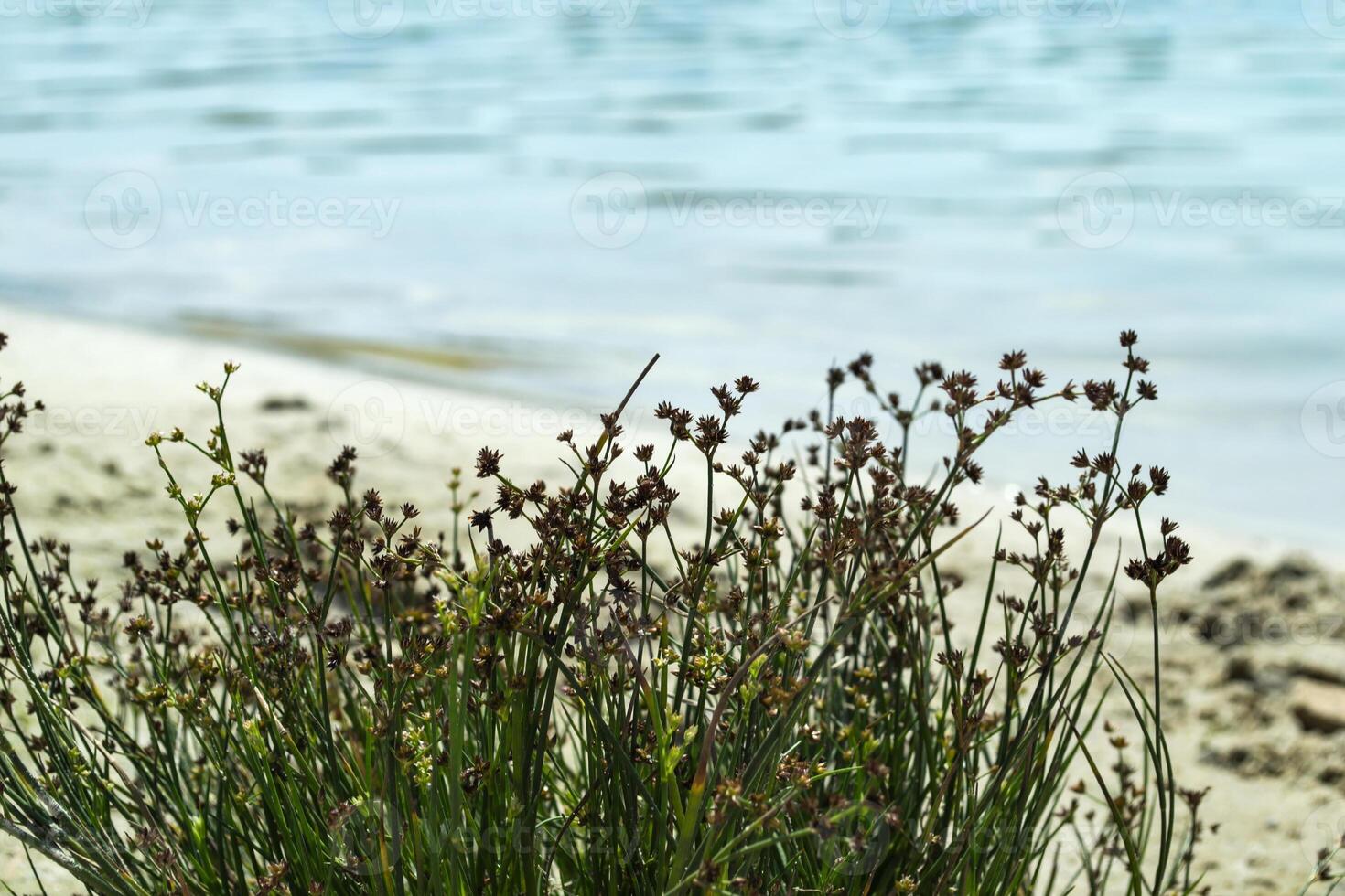 Blue water texture. Blue lagoon. Clear water. photo