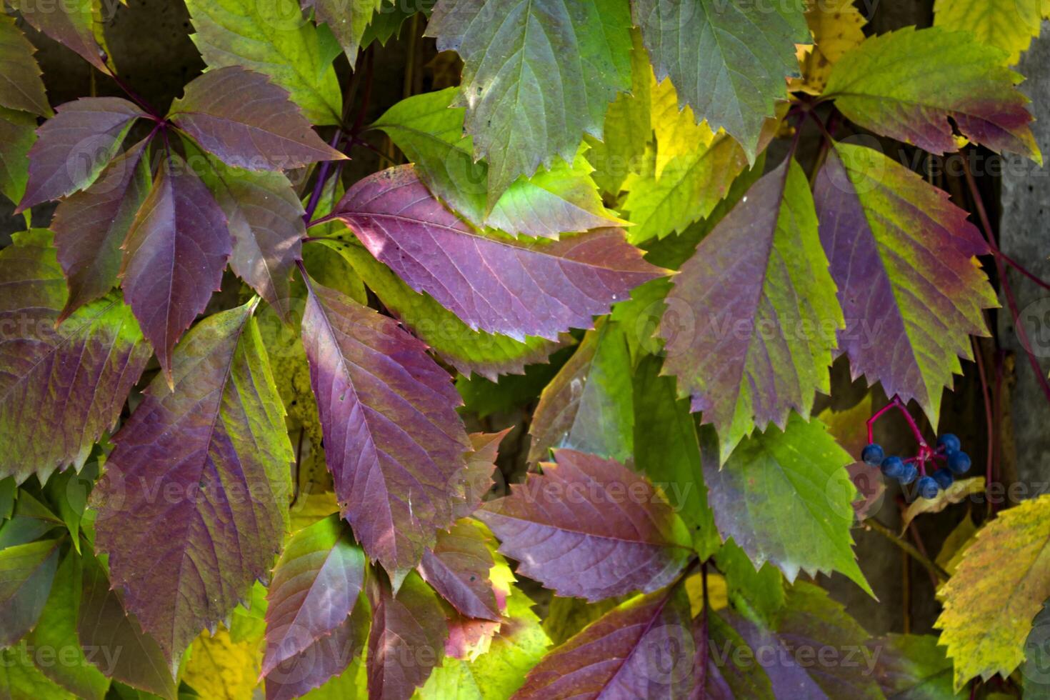 vistoso otoño hojas. natural otoño modelo. foto