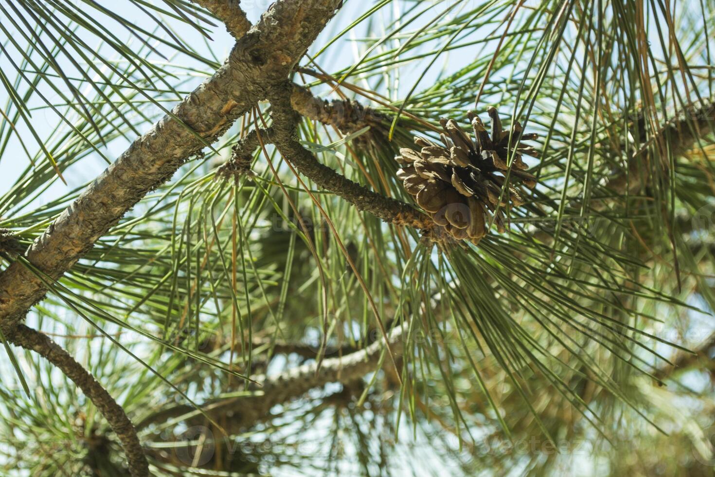 The pinecone on the tree, close up. photo