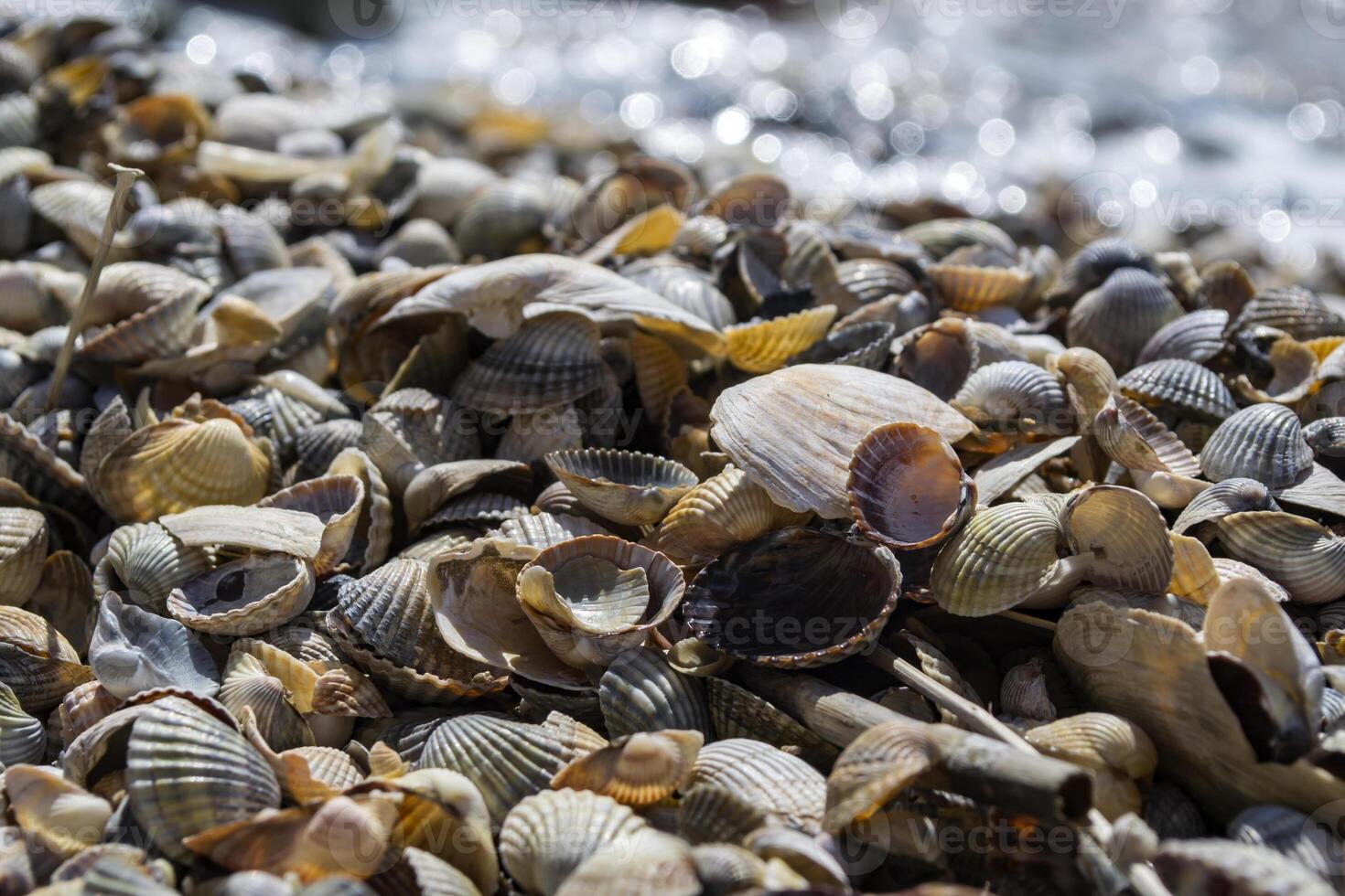 el conchas marinas en el arena de el costa. cerca arriba. foto