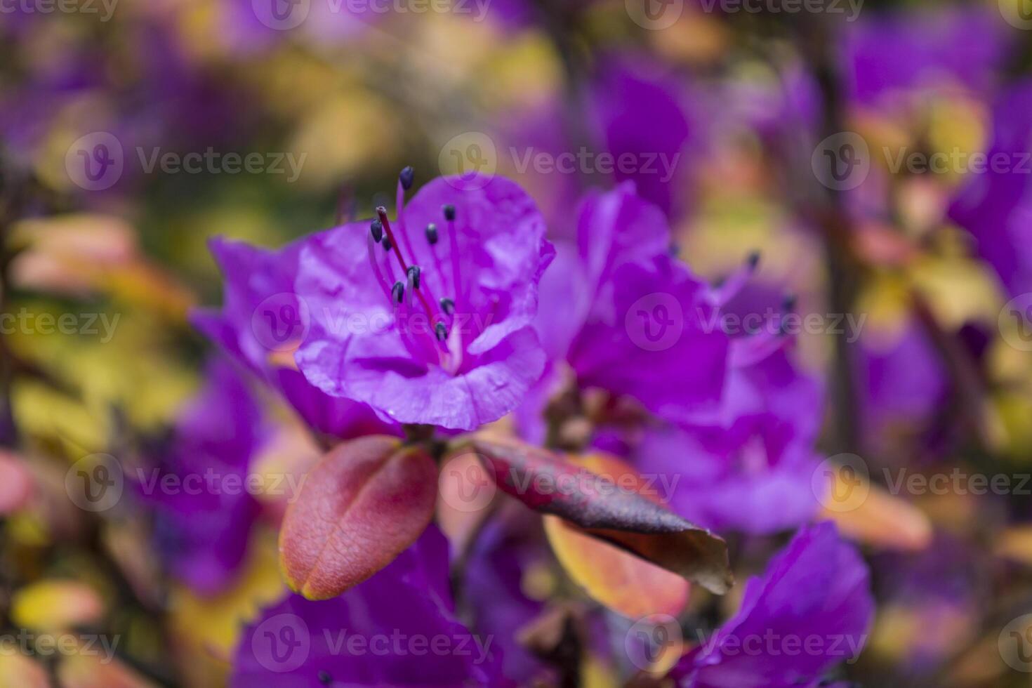 The blooming rhododendron close up. photo