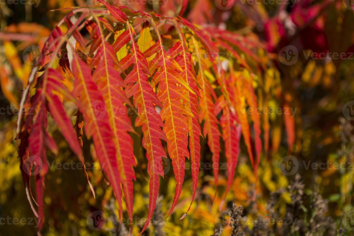 rojo hojas modelo. rojo natural textura. foto