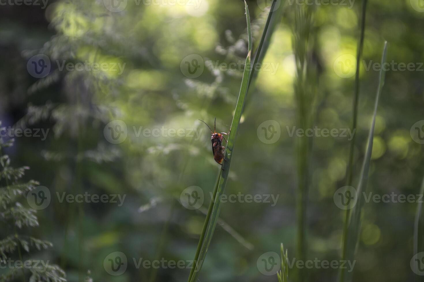 Red insect on a green grass. Macro shot. photo