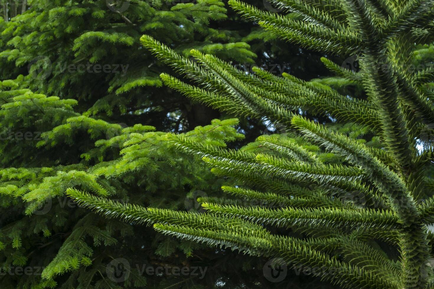 Green coniferous trees in the garden. Close up. photo