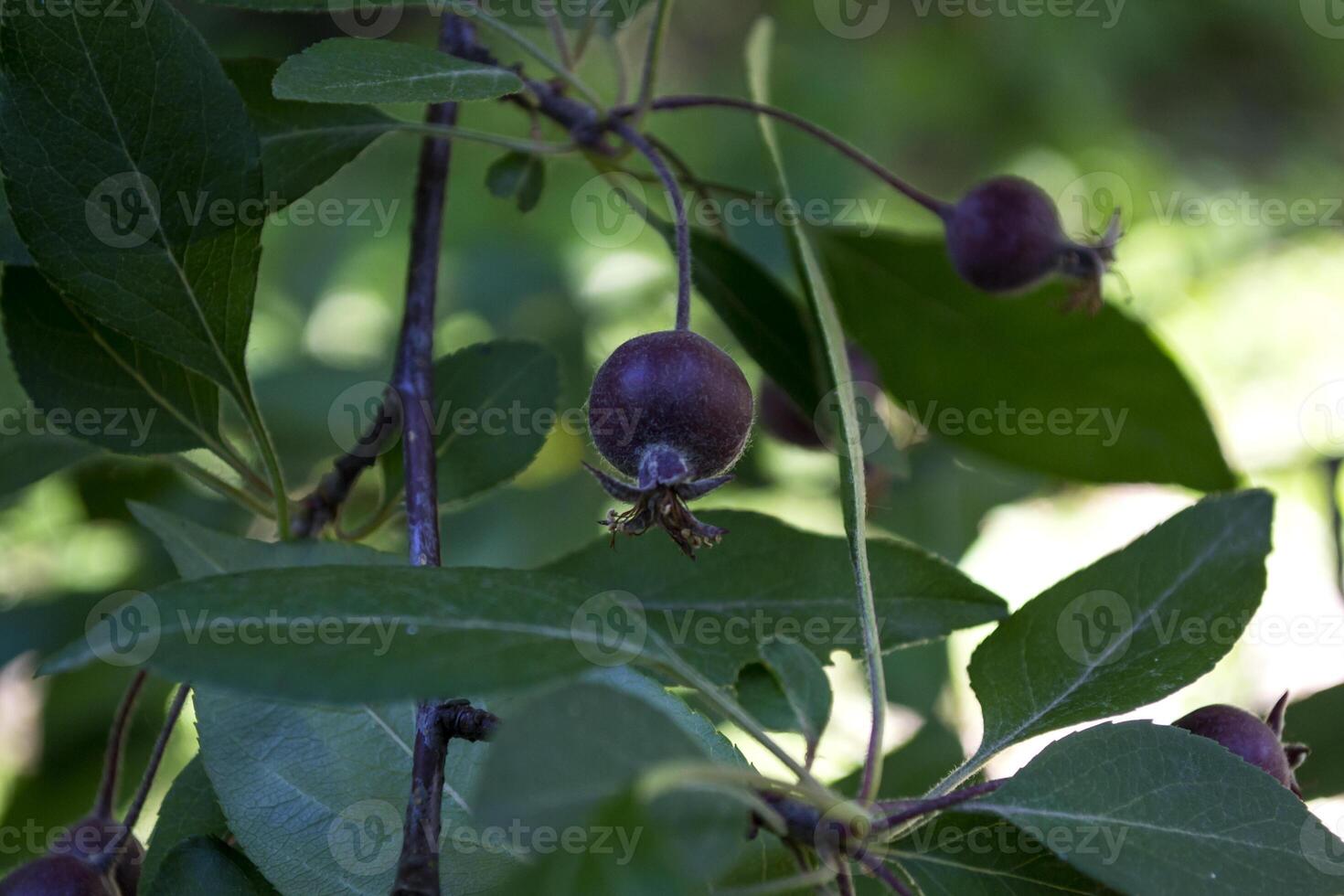 Seasonal berries on the tree, close up. photo