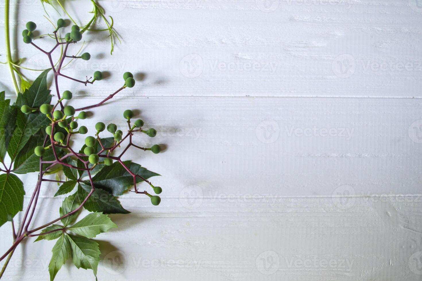 Green leaves of wild grape on a white wooden background. photo