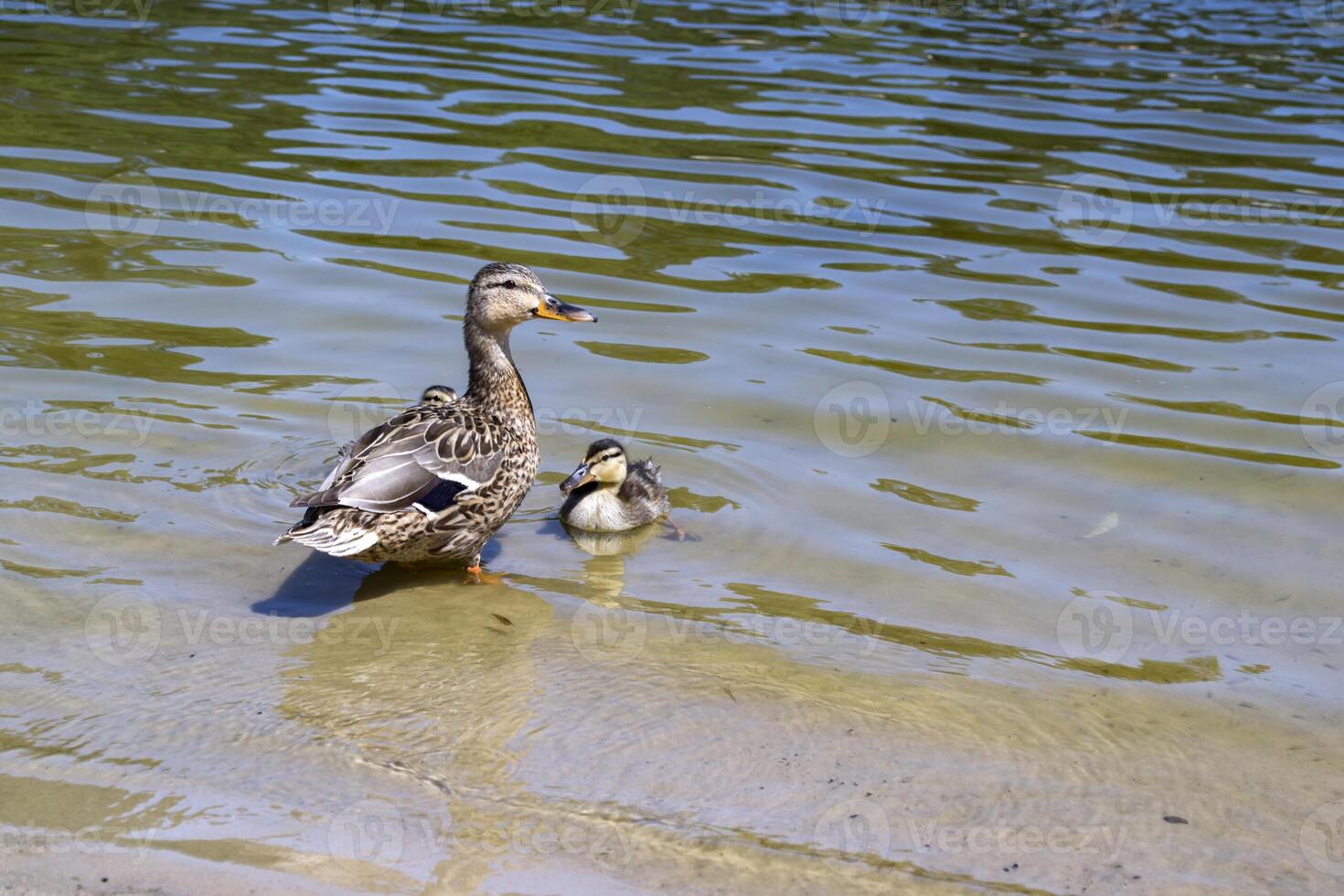 The duck with ducklings in the pond. photo