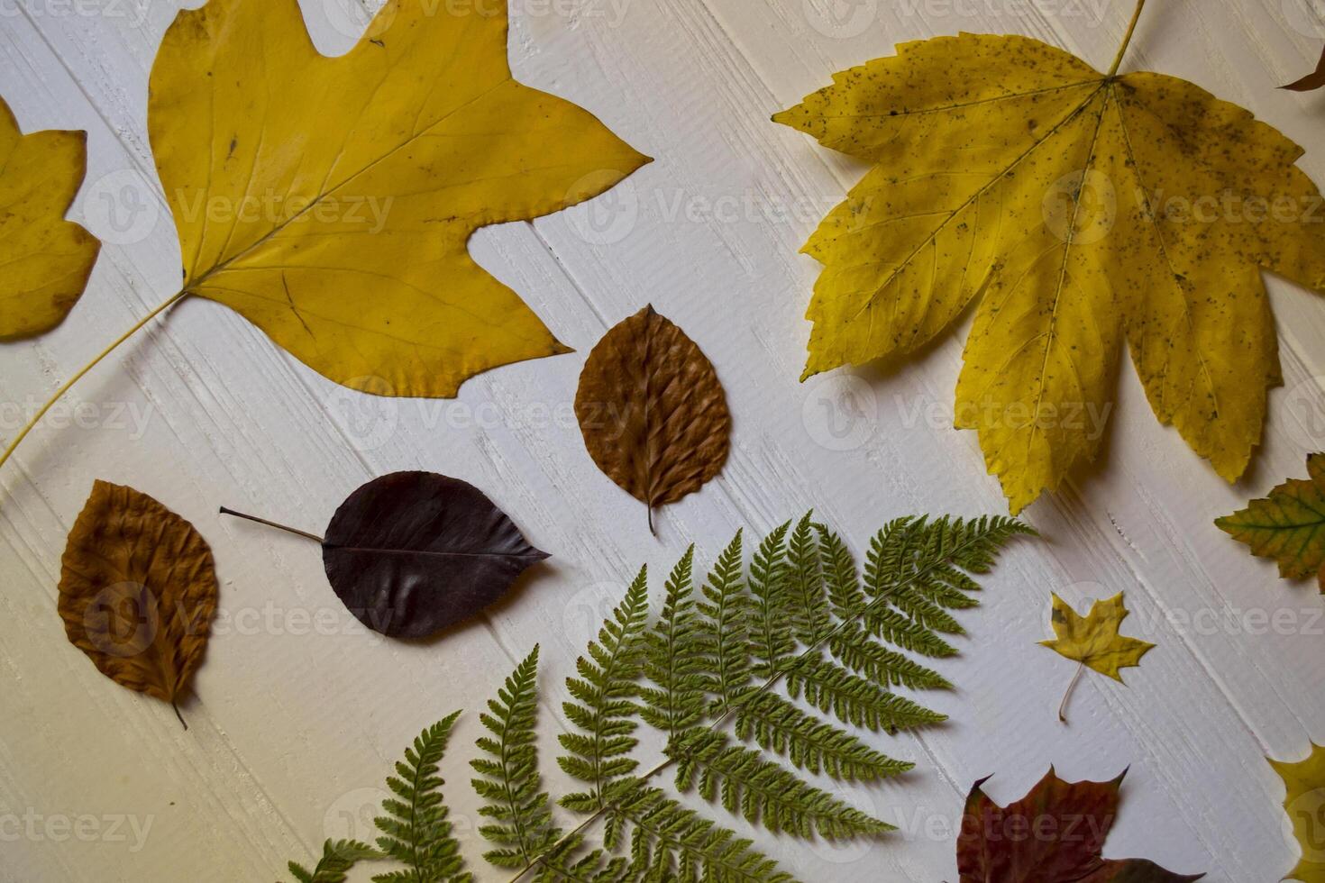 Autumn leaves on a white wooden background. Bright pattern. photo