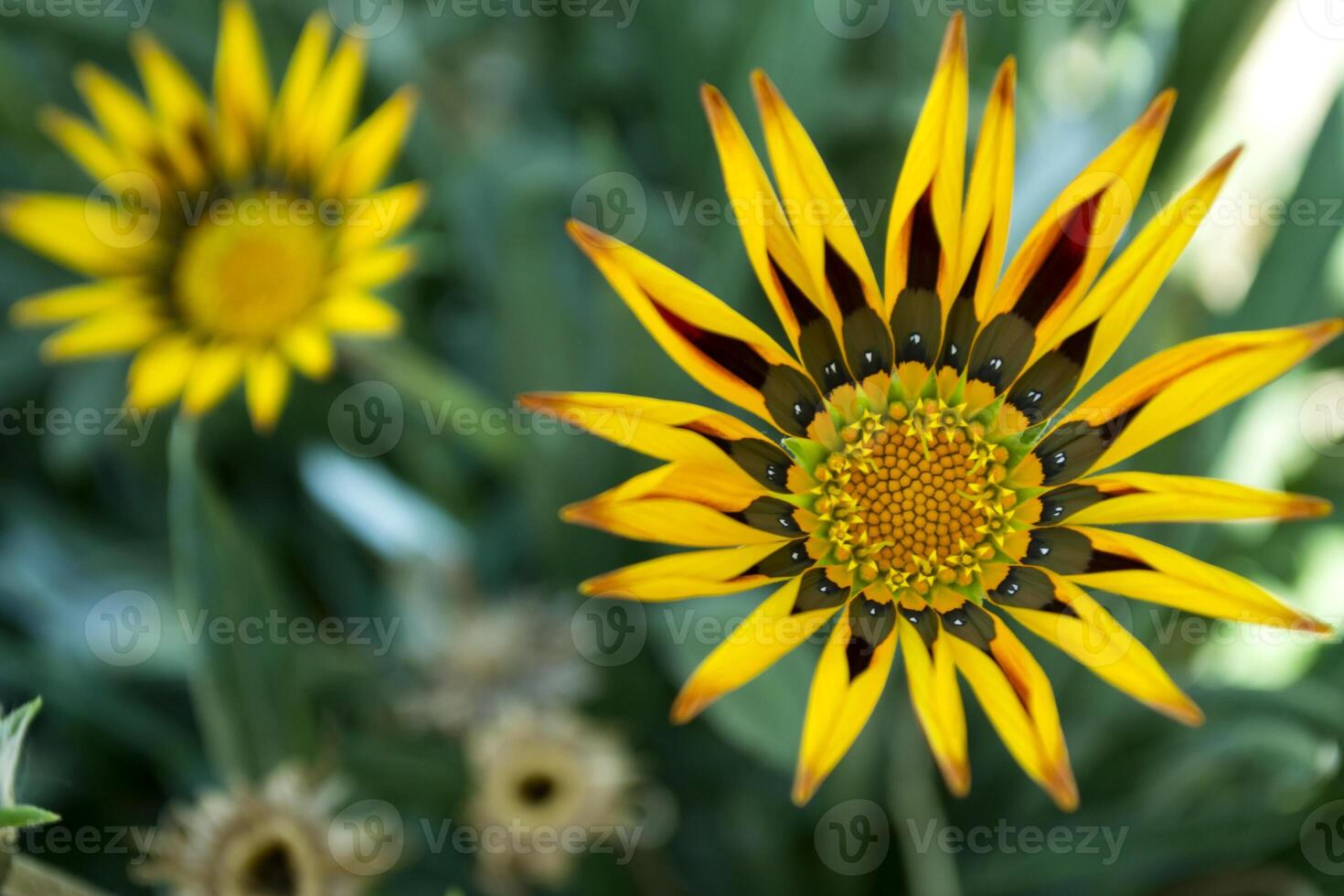Gazania flower macro shot. photo