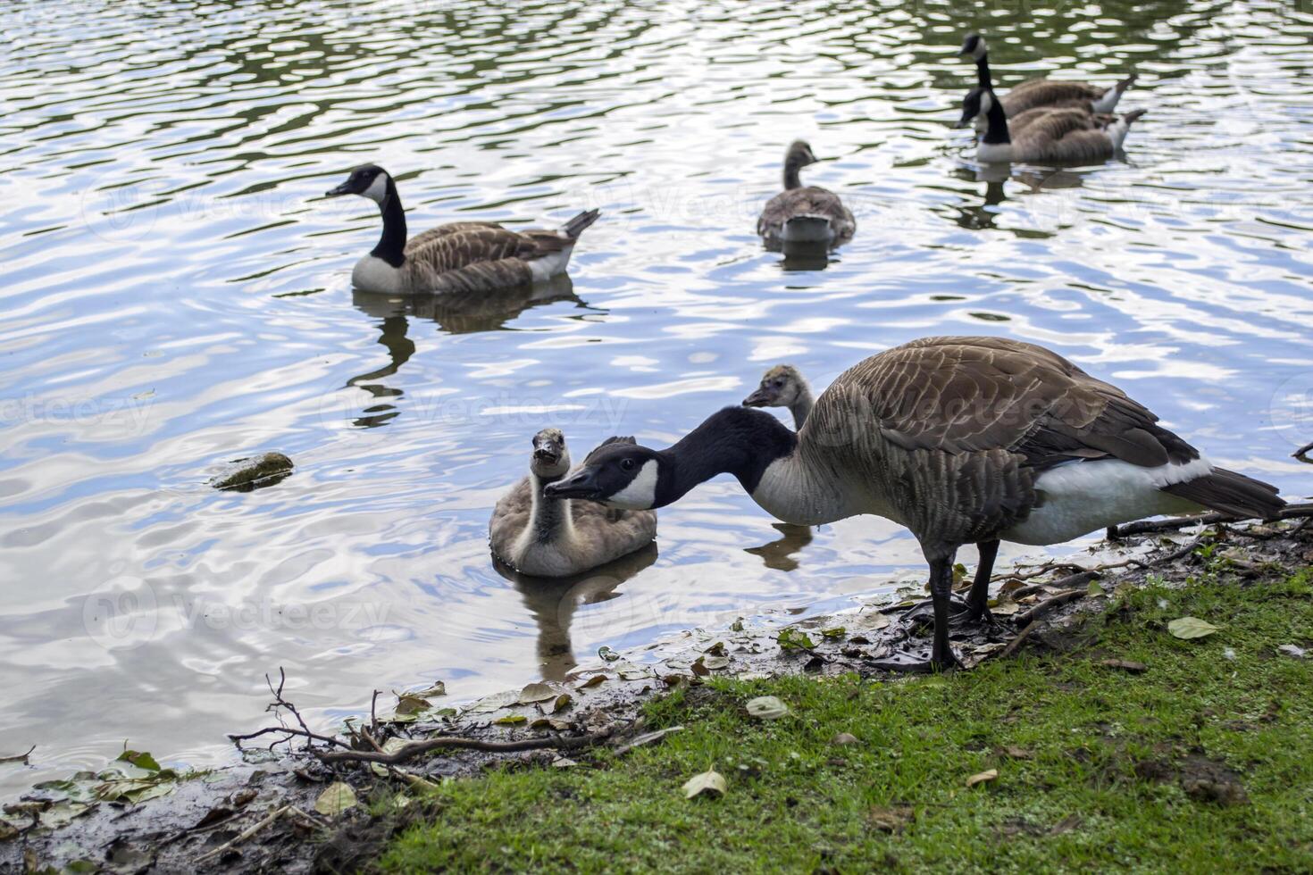 Canadian geese family by the lake in the forest photo