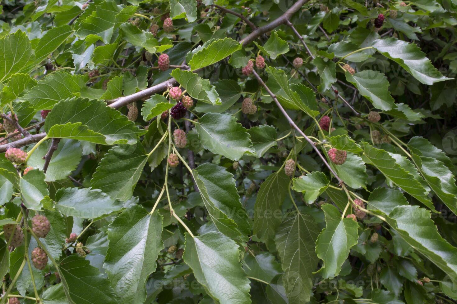 The branches of ripe mulberry. Close up. photo