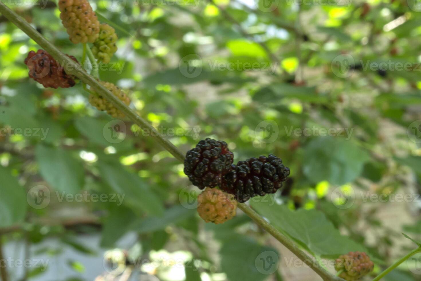 The branches of ripe mulberry. Close up. photo