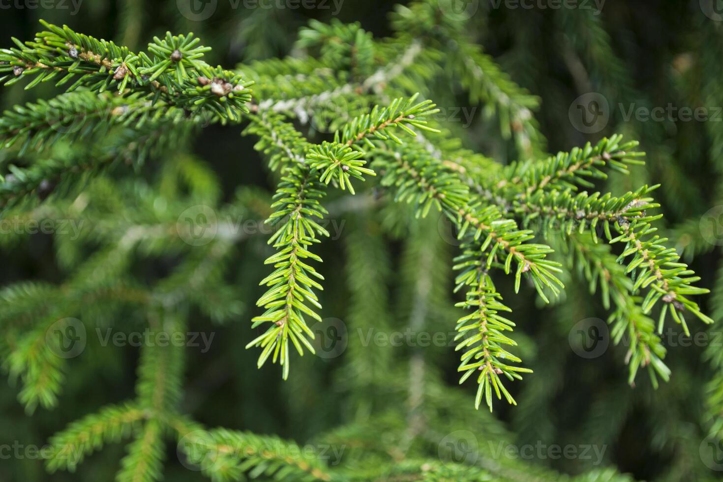 Green fir tree branch. photo