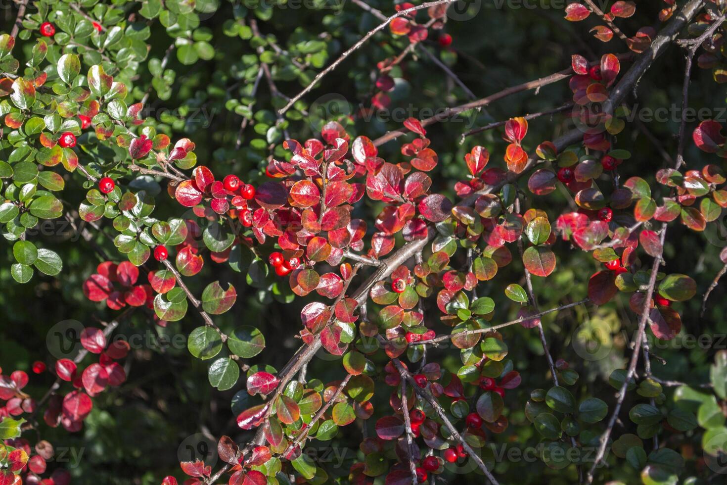 Green natural pattern with berries. photo