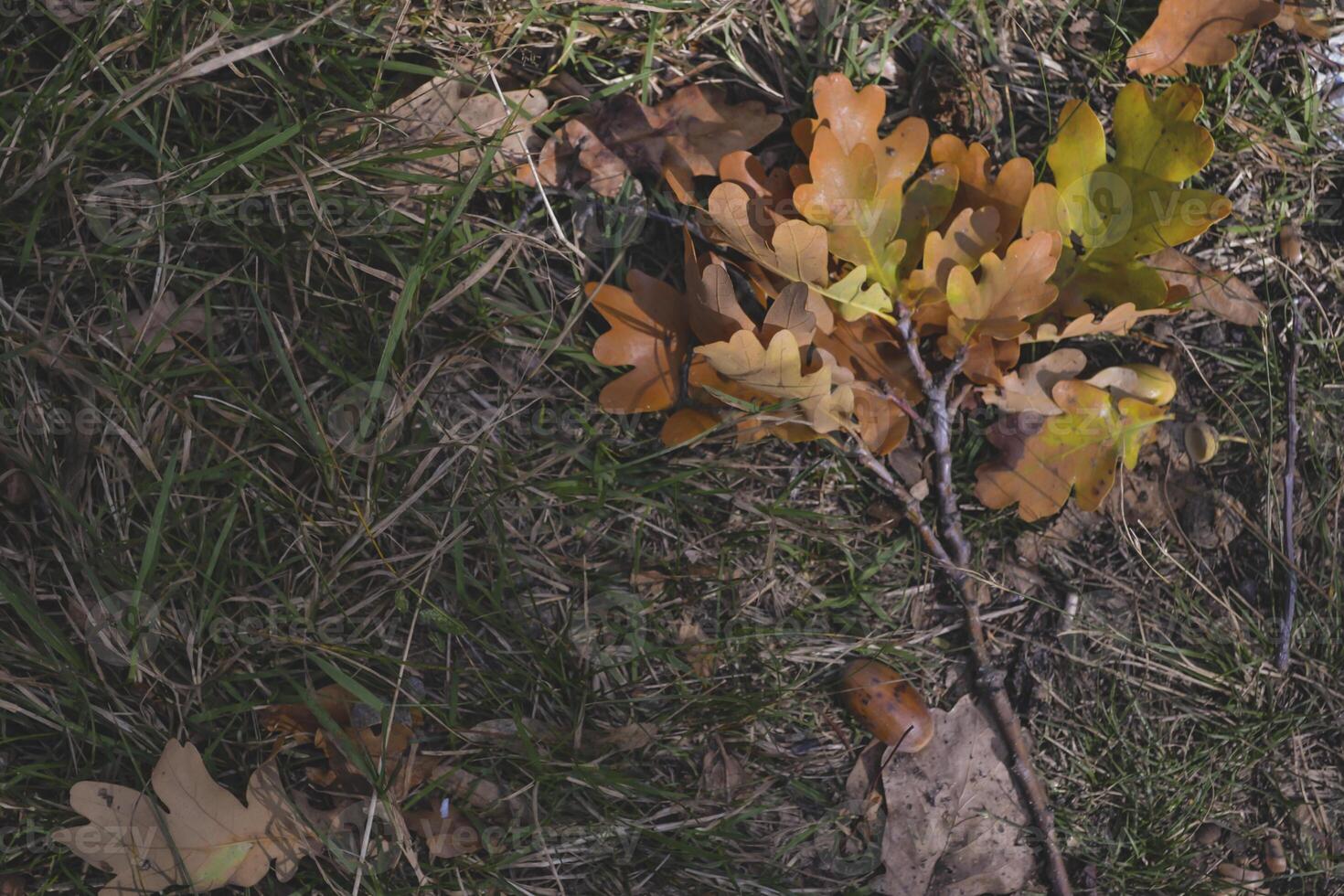 The fallen leaves of oak tree on the ground. photo