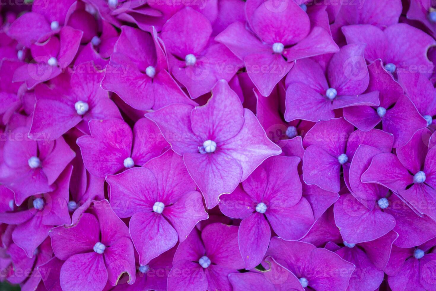 Pink hydrangea background. photo