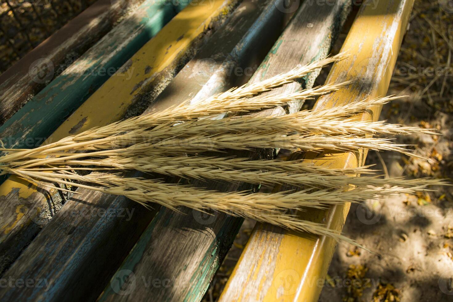 The spikelets on a bench. photo