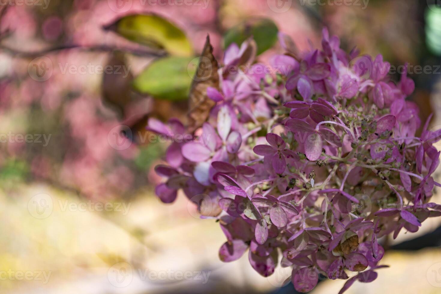 Pink hortensia wallpaper. photo