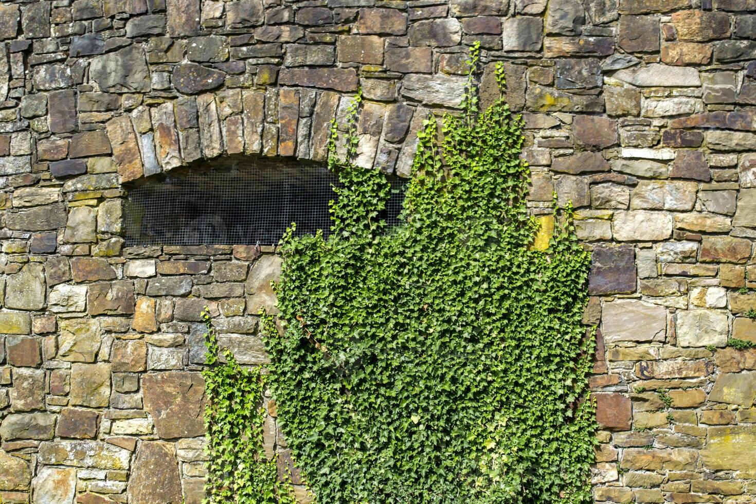 antiguo Roca pared con verde hiedra. foto