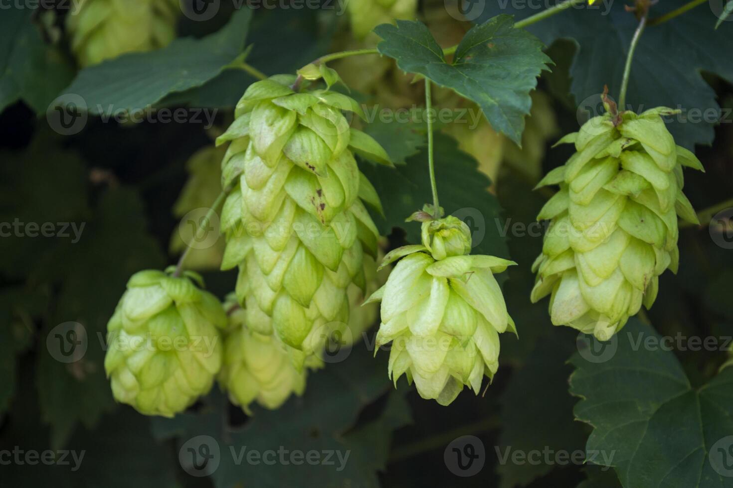 Fresh cones of hop on the bushes. The hops field. photo