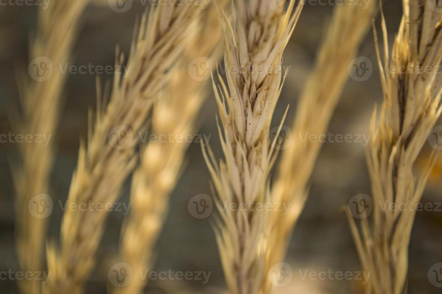 The field of golden spikelets, close up. photo
